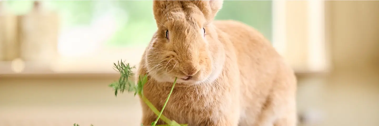 Beaphar voeding konijn