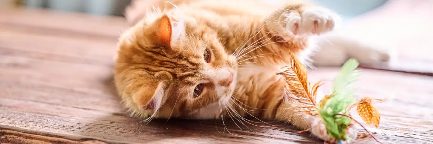 Beaphar gezondheidsproducten kat